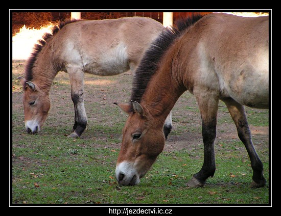 Hřebčín Slatiňany, říjen 2006