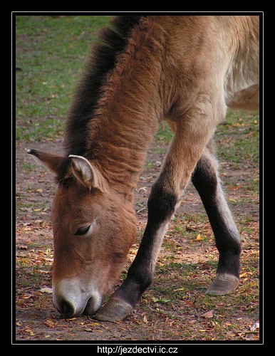 Hřebčín Slatiňany, říjen 2006