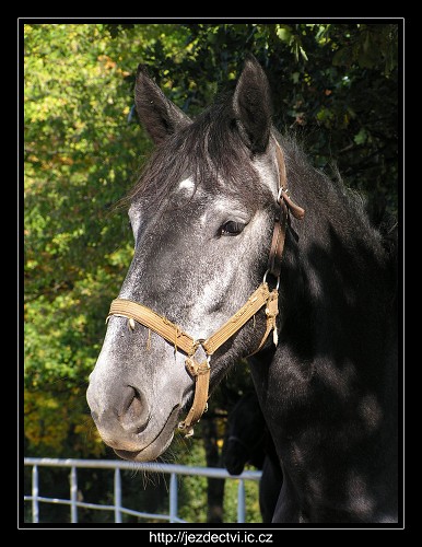 Hřebčín Slatiňany, říjen 2006
