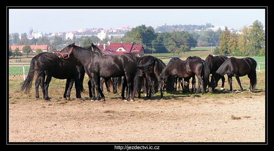 Hřebčín Slatiňany, říjen 2006