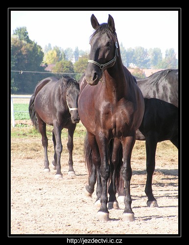 Hřebčín Slatiňany, říjen 2006