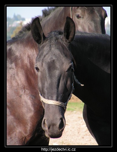 Hřebčín Slatiňany, říjen 2006
