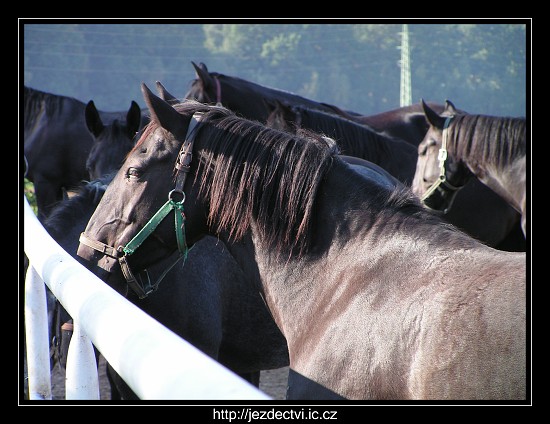 Hřebčín Slatiňany, říjen 2006