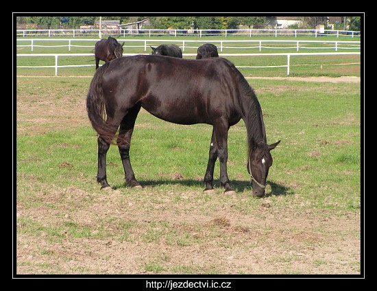 Hřebčín Slatiňany, říjen 2006