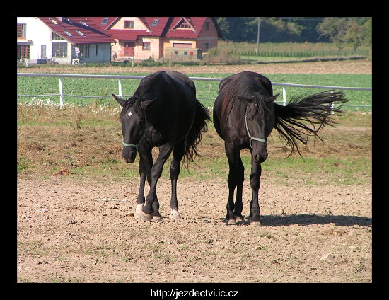 Hřebčín Slatiňany, říjen 2006