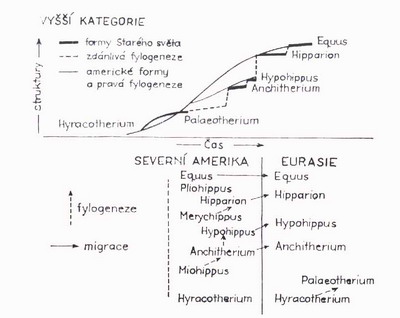 V�voj kon� v Severn� Americe a Evrop�