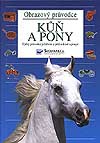 K�� a pony - Obrazov� pr�vodce