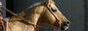Horse Photogallery - katalog odkaz� na ko�sk� fotografie a fotogalerie